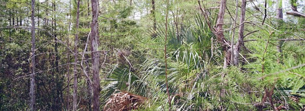 Kirby Storter Roadside Park, Tamiami Trail East, Ochopee, Everglades, Florida, USA, North America