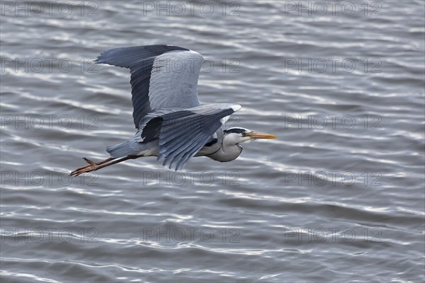 Grey heron in flight, grey heron (Ardea cinerea), water, Geltinger Birch, Goldhoeft, Nieby, Schlei,