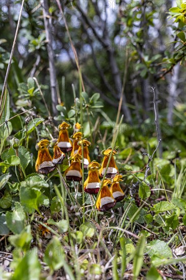 Sand Ladys Slipper (Calceolaria uniflora), Torres de Paine, Magallanes and Chilean Antarctica,