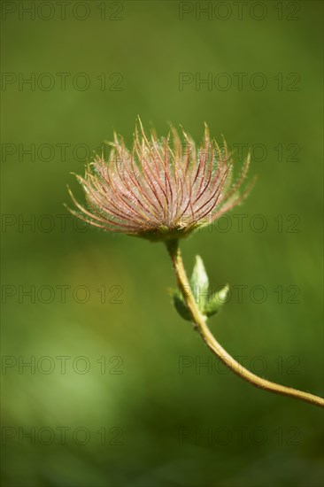 Alpine avens (Geum montanum) seeds in the mountains at Hochalpenstrasse, Pinzgau, Salzburg,
