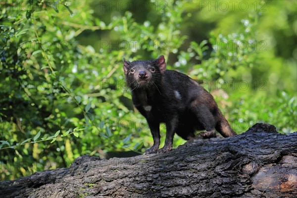 Tasmanian devil (Sarcophilus harrisii), adult, vigilant, on tree trunk, captive, Tasmania,