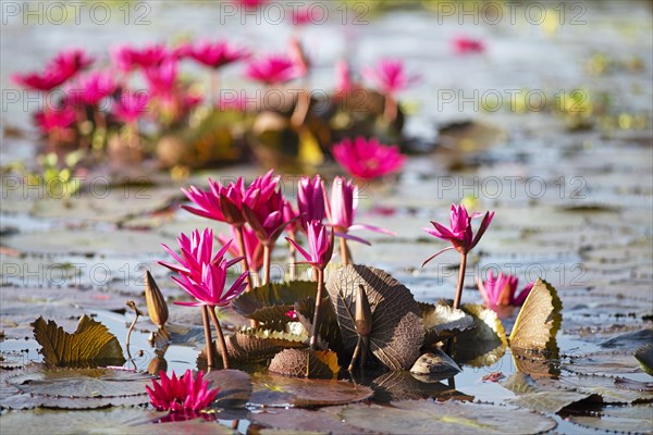 Nymphaea pubescens or hairy water lily or pink water lily, Backwaters, Kerala, India, Asia