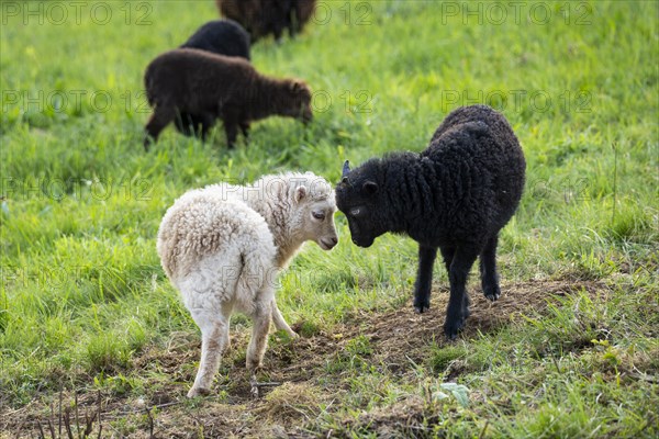 Several lambs in a meadow, one black and one white-brown have their heads together playfully.