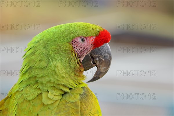 Great green macaw (Ara ambigua), animal portrait, captive, occurrence in South America, Hesse,