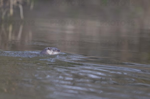 European otter (Lutra lutra) adult animal swimming in a river, Suffolk, England, United Kingdom,