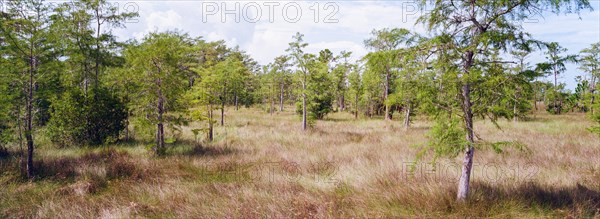 Kirby Storter Roadside Park, Tamiami Trail East, Ochopee, Everglades, Florida, USA, North America