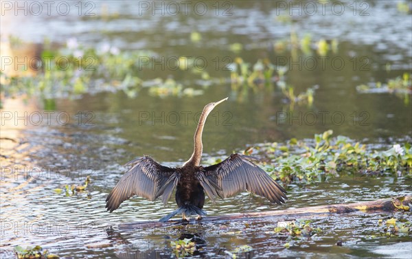 Oriental Darter (Anhinga melanogaster) spreading its wings, Backwaters, Kumarakom, Kerala, India,