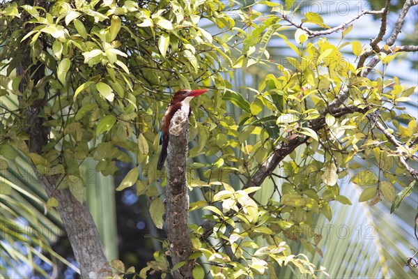 White-throated kingfisher (Halcyon smyrnensis) or Common kingfisher in Kerala's backwaters,
