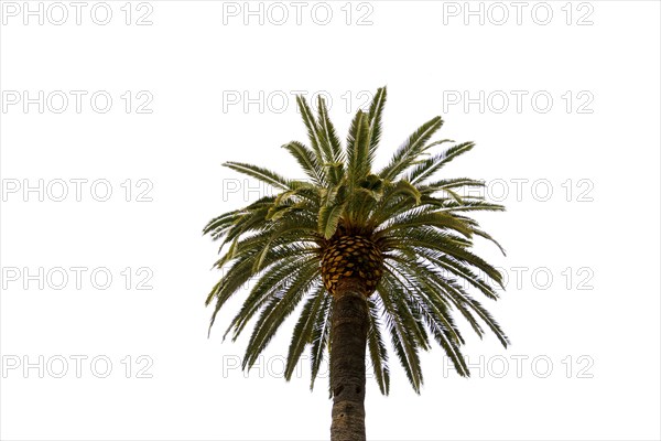 Date palm, Phoenix dactylifera, isolated on a white background