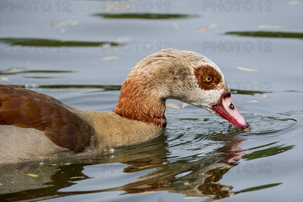 Egyptian geese (Alopochen aegyptiaca) in the River Main, Offenbach am Main, Hesse, Germany, Europe