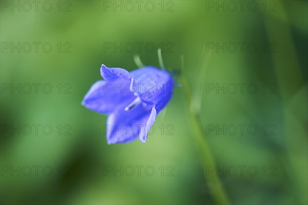 Earleaf bellflower (Campanula cochleariifolia) blooming in the mountains at Hochalpenstrasse,