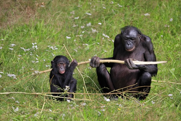 Bonobo, bonobo (Pan Paniscus), female, adult, young animal, feeding, Great ape, Primate,