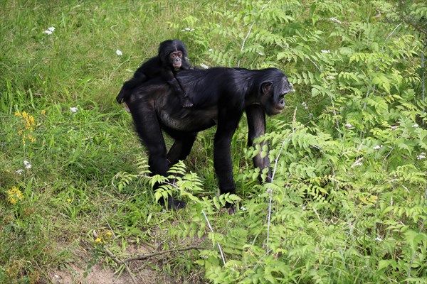 Bonobo, bonobo (Pan Paniscus), female, adult, young animal, foraging, Great ape, Primate,