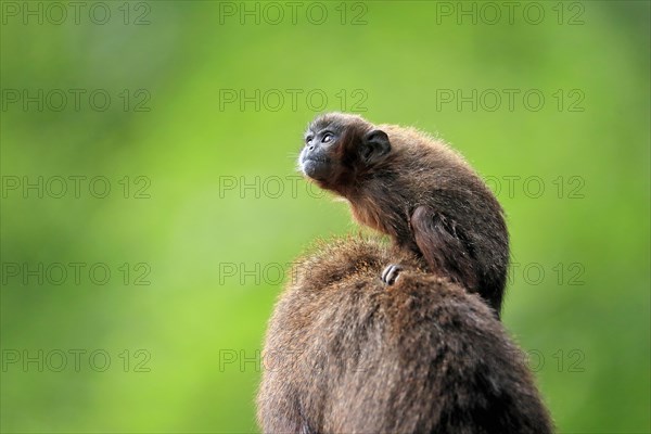 Coppery titi (Plecturocebus cupreus), young animal, on mother's back, baby, alert, captive, South