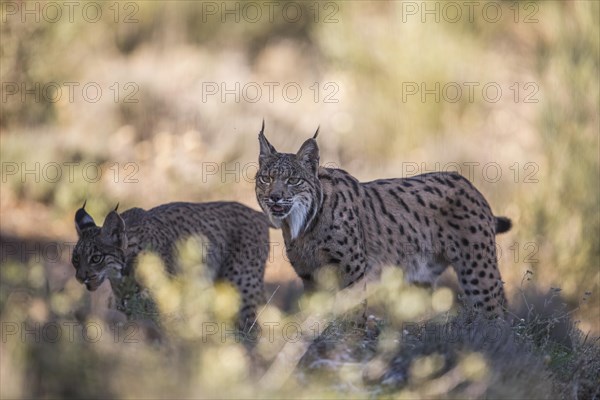 Iberian lynx female with young animal, Iberian lynx (Lynx pardinus), Extremadura, Castilla La