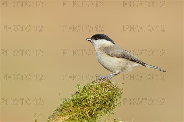 Marsh tit (Parus palustris) sitting on a tree stump, side view, Wilnsdorf, North Rhine-Westphalia,