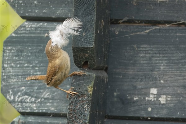 European wren (Troglodytes troglodytes) adult bird with a feather for nesting material in its beak