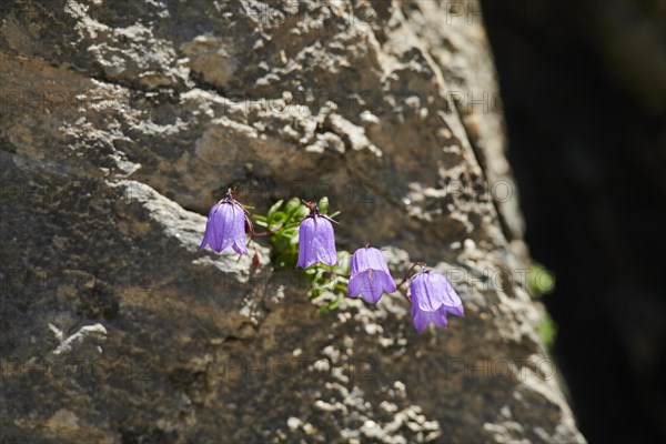 Earleaf bellflower (Campanula cochleariifolia) blooming in the mountains at Hochalpenstrasse,