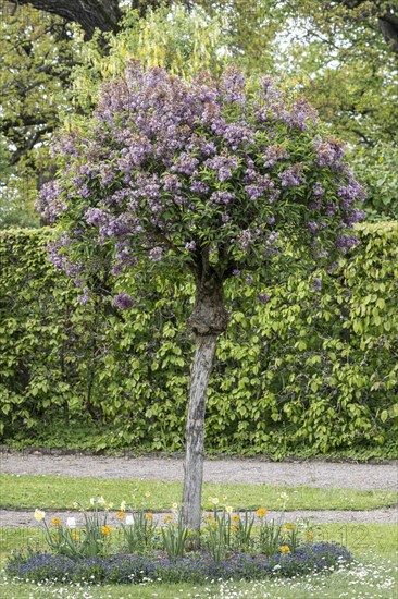 Russian Garden in the Belvedere Palace Park, Weimar, Thuringia, Germany, Europe