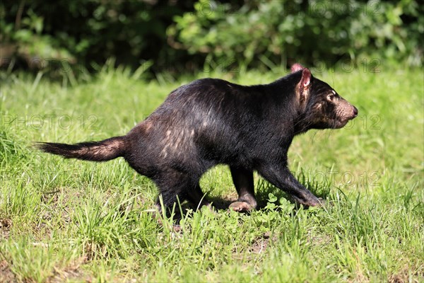 Tasmanian devil (Sarcophilus harrisii), adult, vigilant, running, captive, Tasmania, Australia,