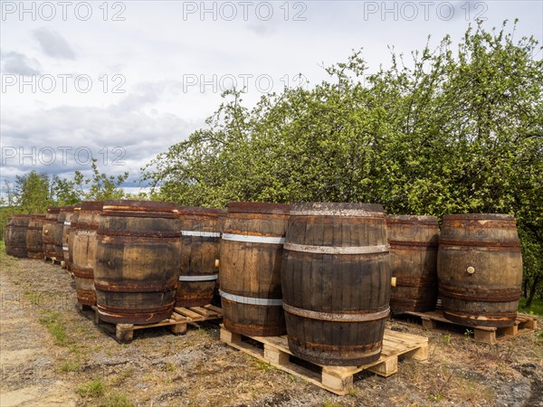 Wooden barrels, near Riegersburg, Styrian volcanic region, Styria, Austria, Europe