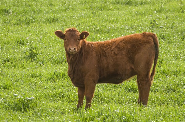 Beautiful red angus calves grazing nutritious pasture, Cambara do sul, Rio Grande do sul, Brazil,