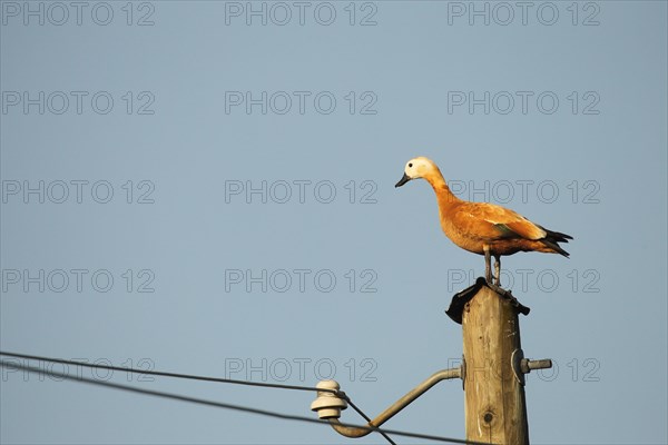 Ruddy shelduck (Tadorna ferruginea) female animal resting on a power pole, Allgaeu, Bavaria,