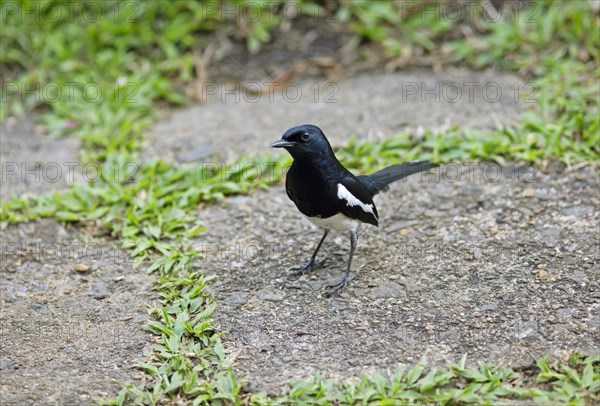 Oriental Magpie-Robin (Copsychus saularis) or Oriental Magpie-Robin, Backwaters, Kumarakom, Kerala,