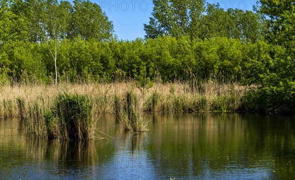 Nature at the large cleaning pond in Beech Forest, Hobrechtswald, Beech, Brandenburg, Germany,