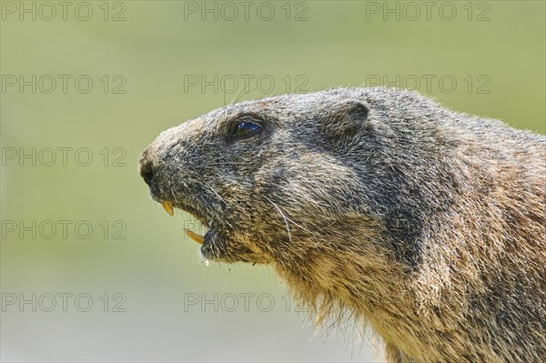 Portrait of an Alpine marmot (Marmota marmota) s, Grossglockner, High Tauern National Park,