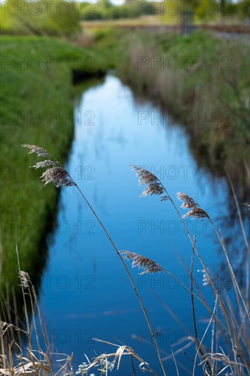 Grasses at a ditch on the North Sea coast, Hagermarsch, East Frisia, Lower Saxony, Germany, Europe