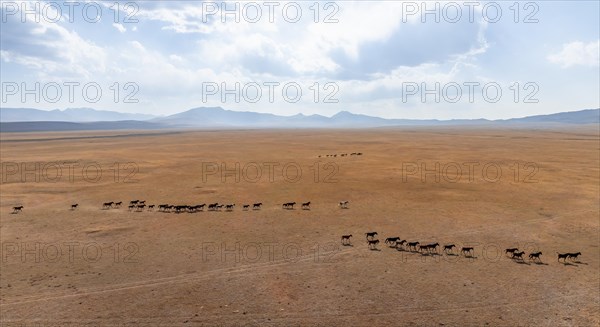 Herd of horses, Aerial view, Vast empty landscape at the mountain lake Song Kul in autumn, Moldo