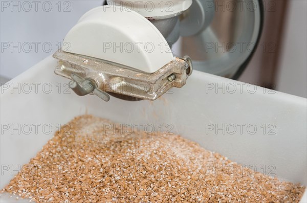 Traditional homebrewing malt grinder, grinding pilsen malt