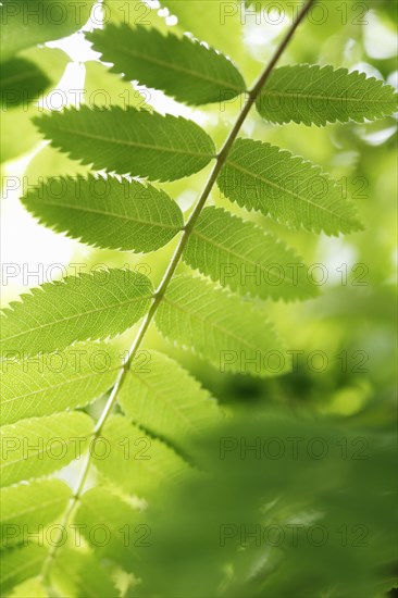 Rowan tree leaf in detail