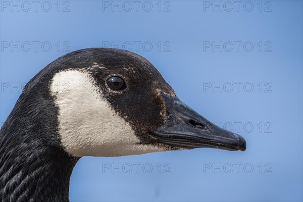 Canada goose (Branta canadensis), head, portrait, on the banks of the Main, Offenbach am Main,