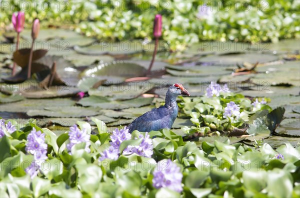 Grey-headed swamphen (Porphyrio porphyrio) on water hyacinths, Backwaters, Kumarakom, Kerala,