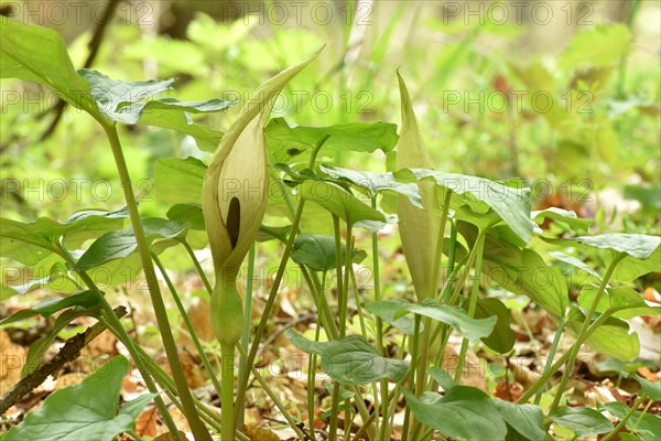 Leaves and flowers of the common arum (Arum maculatum) in the forest of the Hunsrueck-Hochwald