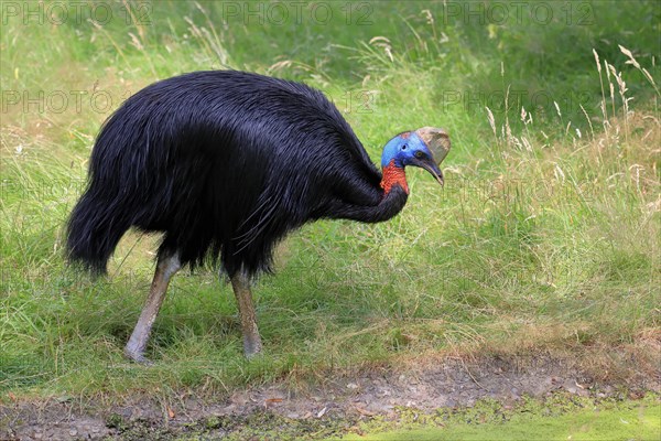Northern cassowary (Casuarius unappendiculatus), adult, foraging, captive, Papua New Guinea,