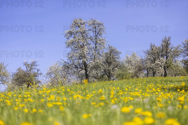 Flowering fruit trees in the orchards of the Swabian Alb, flowering apple tree, Weilheim an der