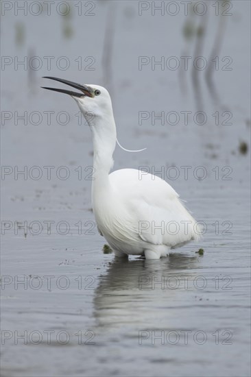 Little egret (Egretta garzetta) adult bird swallowing a fish in a lake, England, United Kingdom,