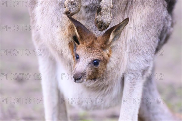 Eastern grey kangaroo (Macropus giganteus) carring a smalll baby in his pouches, captive, to be