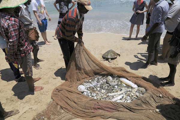 Traditional fishing hauling nets Nilavelli beach, near Trincomalee, Eastern province, Sri Lanka,
