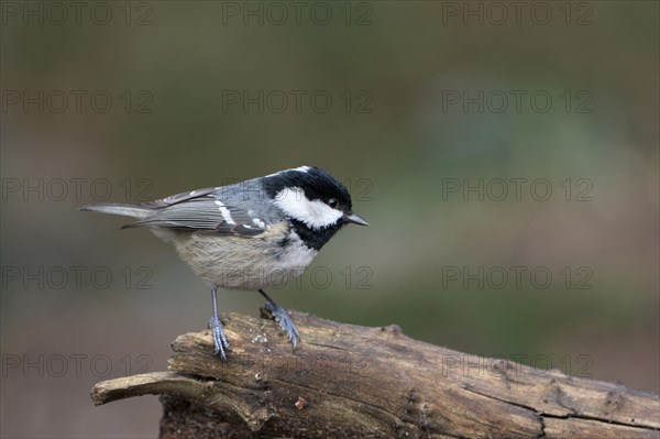 Coal tit (Parus ater), adult bird, Dingdener Heide nature reserve, North Rhine-Westphalia, Germany,