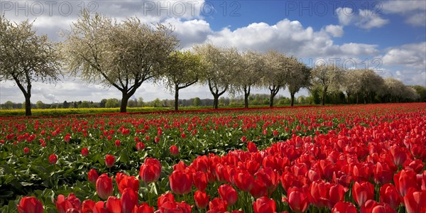 Tulip field in front of blossoming fruit trees, Grevenbroich, Lower Rhine, North Rhine-Westphalia,