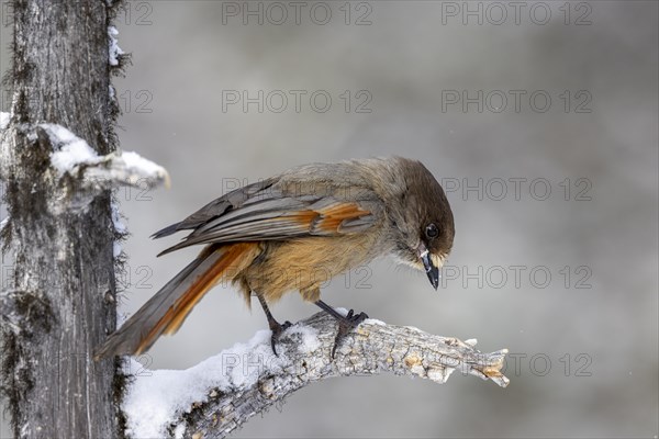 Siberian jay (Perisoreus infaustus), in the snow, Kaamanen, Finland, Europe