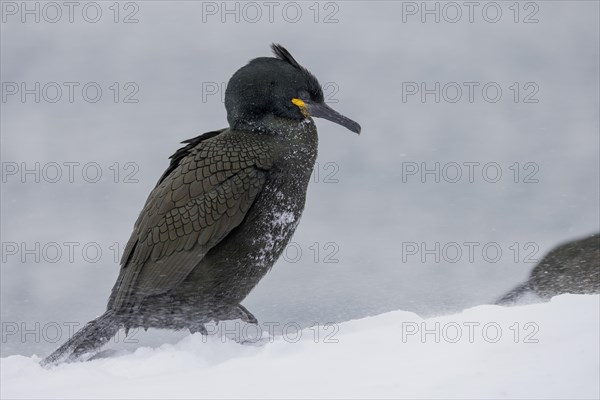 Common shag (Phalacrocorax aristotelis), plumage, winter, snow drift, Hornoya, Hornoya,