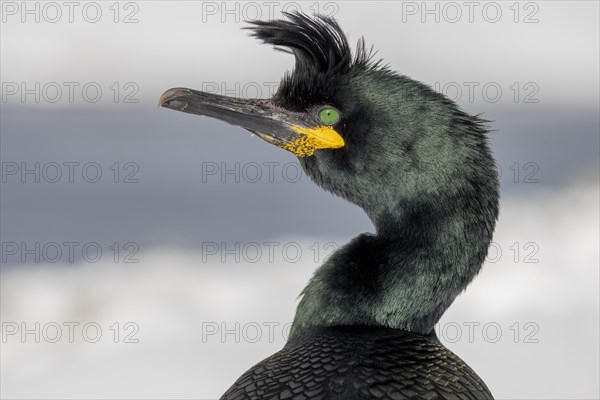 Common shag (Phalacrocorax aristotelis), portrait, feather crest, winter, in the snow, Hornoya,