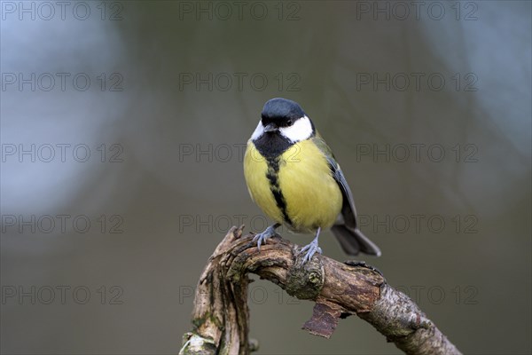 Great tit (Parus major), adult bird, Dingdener Heide nature reserve, North Rhine-Westphalia,