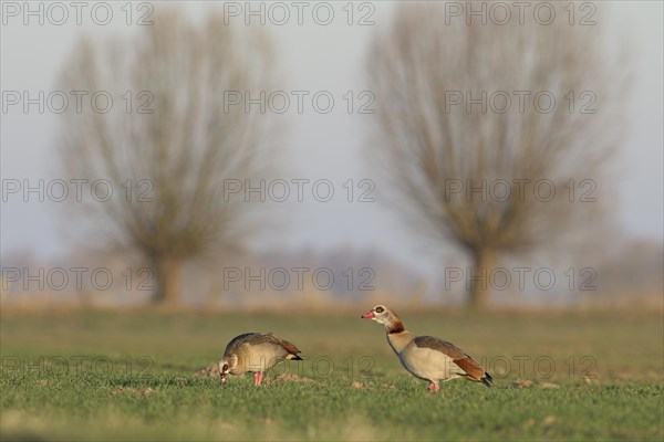 Egyptian goose (Alopochen aegyptiaca), pair, with pollarded trees in the background, Bislicher
