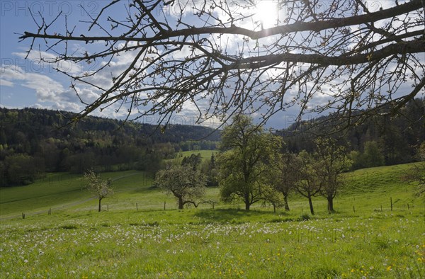 Spring in the Rottal near Wielandsweiler, Mainhardter Wald, Schwaebisch-Fraenkischer Wald Nature